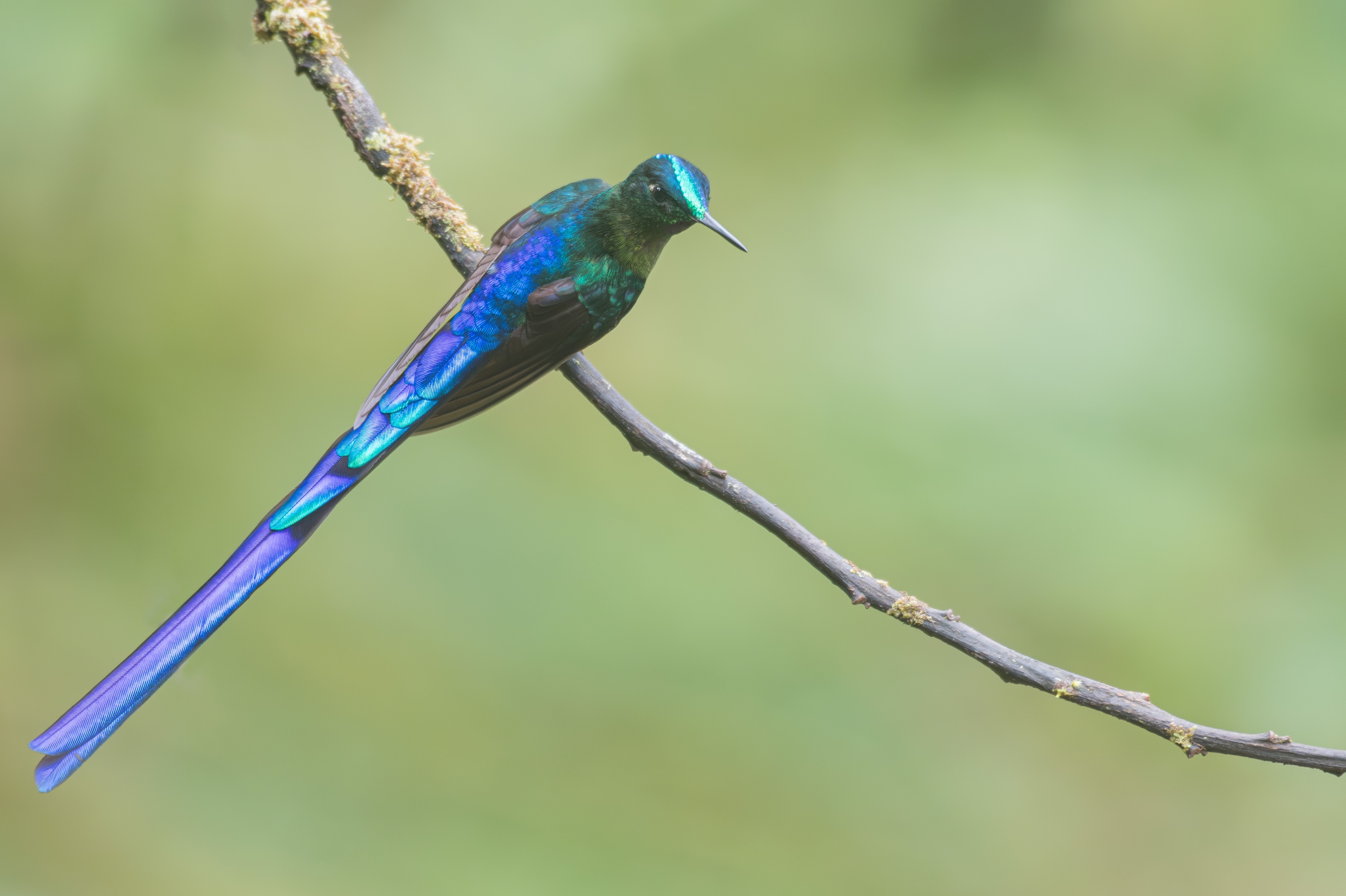 CHOCÓ FOOTHILLS - BIRDING ESCAPE 3D-2N